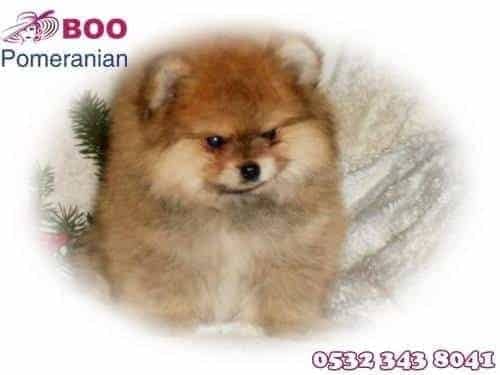 boo köpek