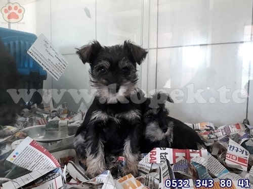 mimyatür schnauzer