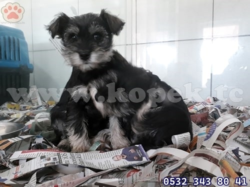 mimyatür schnauzer fiyat