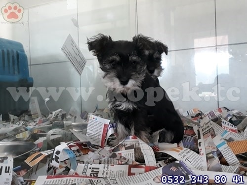 mimyatür schnauzer fiyat