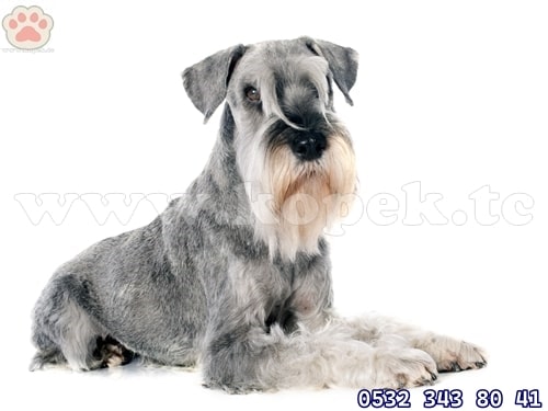 minyatür schnauzer