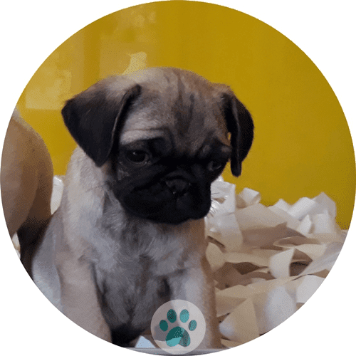 pug köpek yavruları