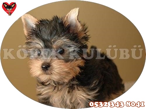 yorkshire terrier fiyatları