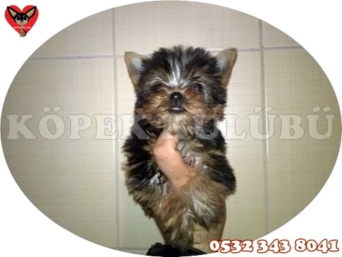 yorkshire terrier yavru